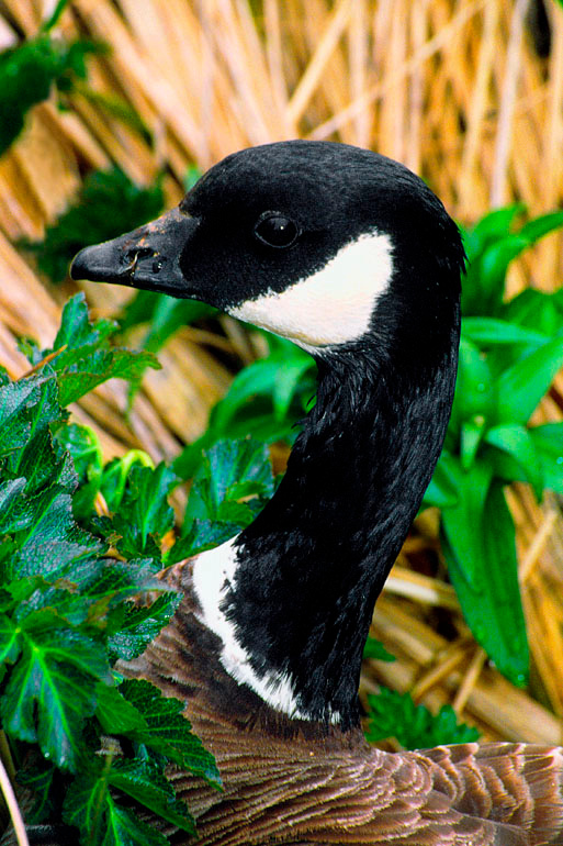 Само совершенство Алеутская казарка, Branta canadensis leucopareia, Aleutian Goose, Buldir Island, the Aleutians, Alaska