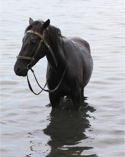 Капсель лошадь, море