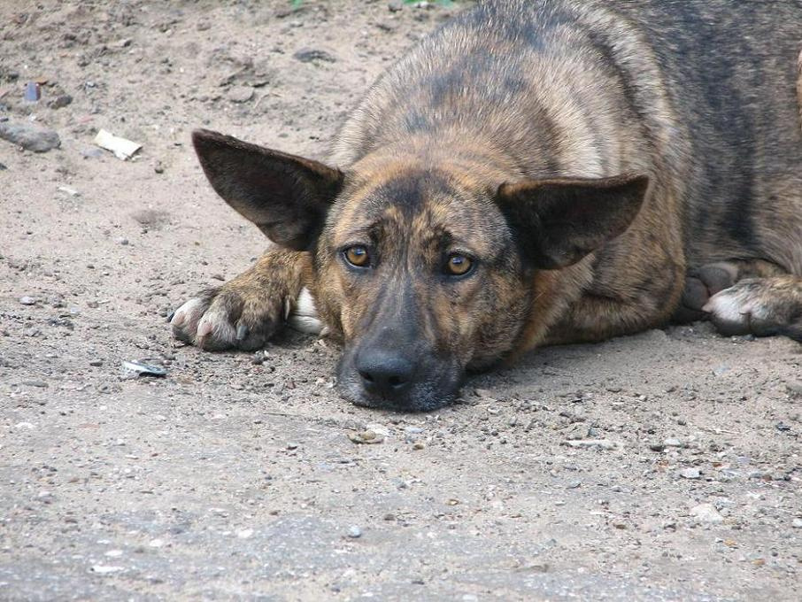 тоскливо 