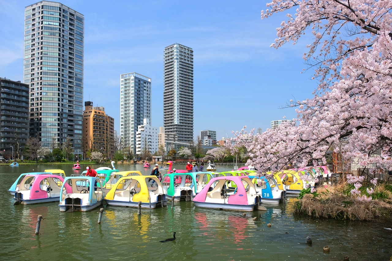 Токио апрель в парке Ueno парк Ueno-koen Тokyo Japan Токио Япония лодочная станция весна апрель отражение деревья баклан цветение сакура пруд Shinobazu