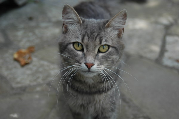 осенний кот... кот кошка