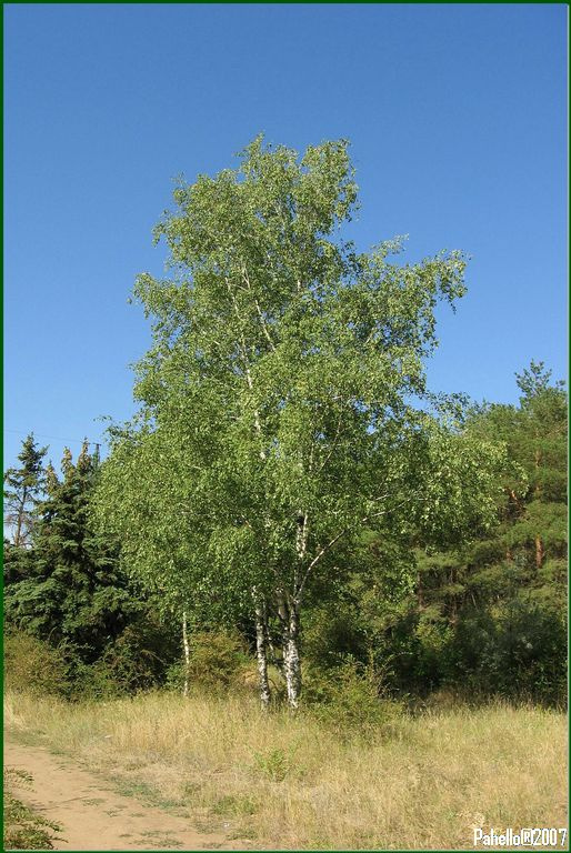 Берёзки gtqpf;