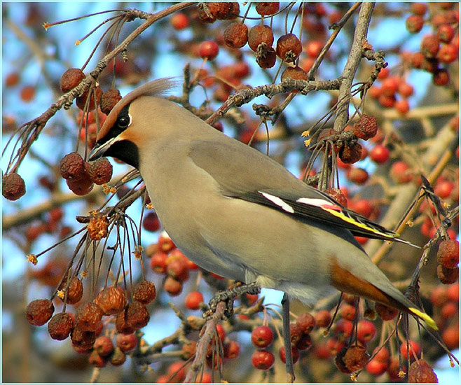 Свиристель в яблоках Свиристель waxwing ранетки