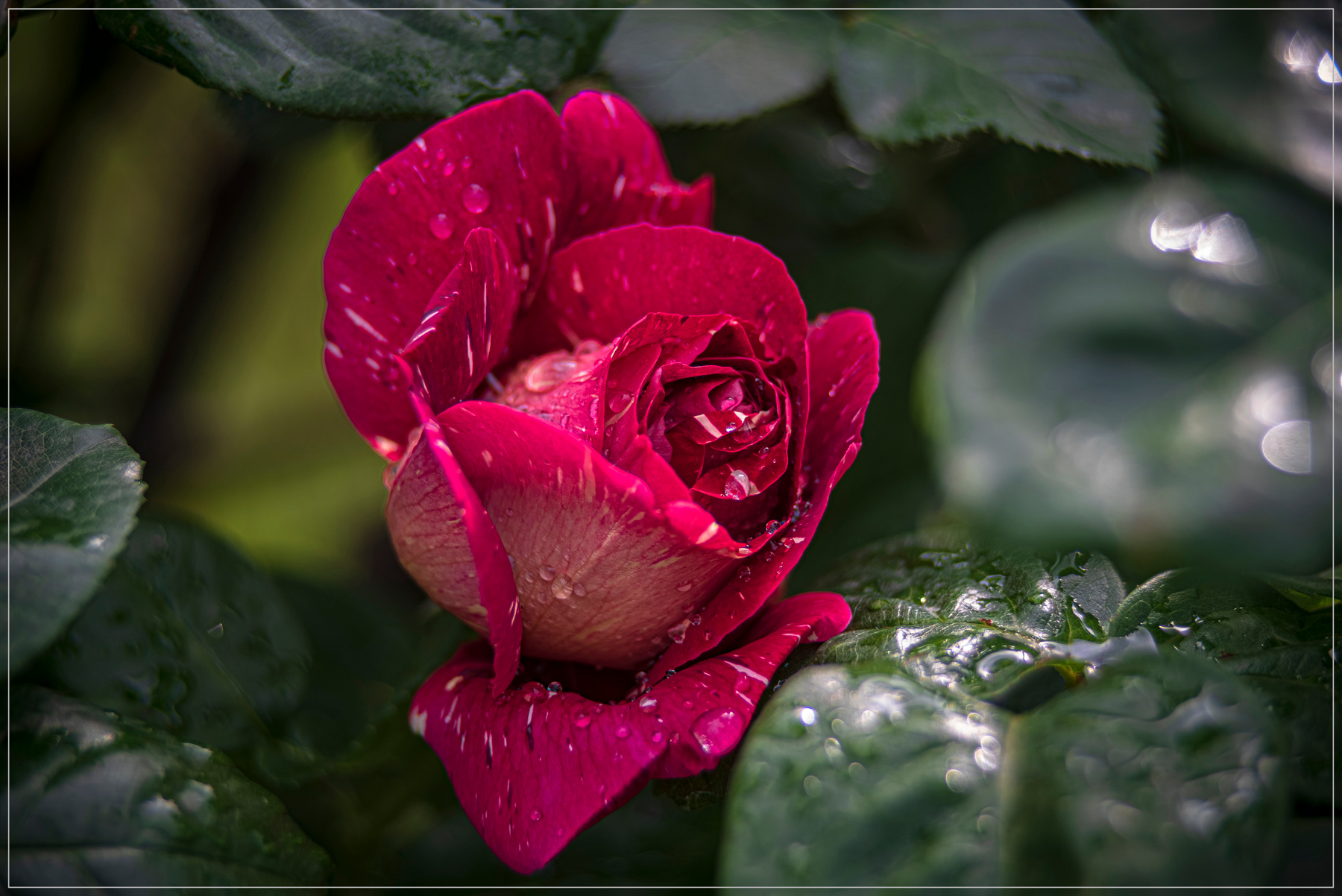 Роза природа цветы