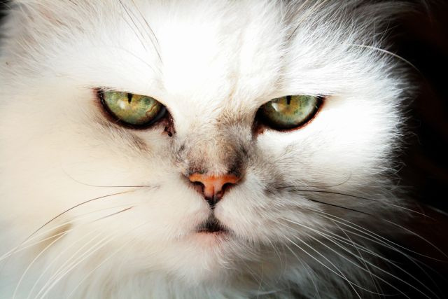 скептик кот