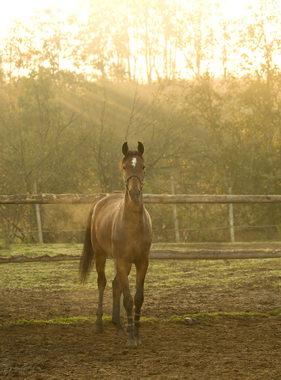 утро.. horse лошадь