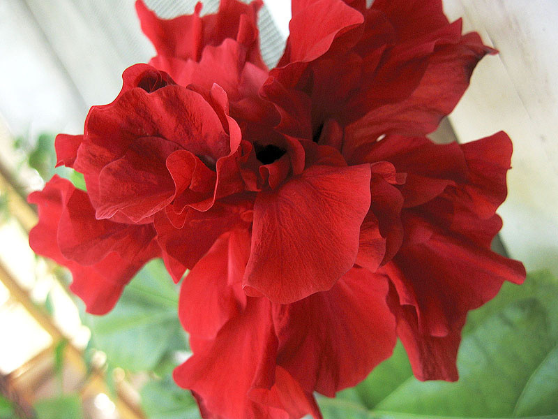 China Rose 