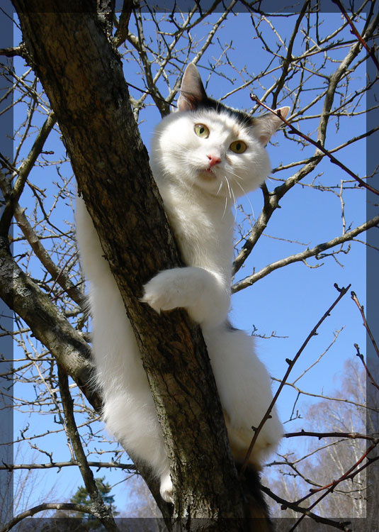 Весенний портрет моей кошки кошка весна дерево