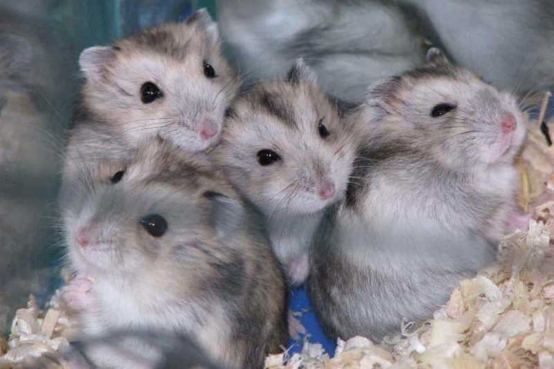 Family 