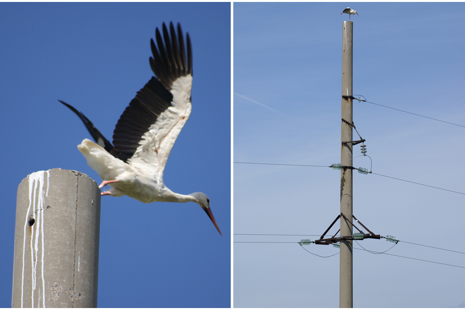 stork base jumping! аист птицы