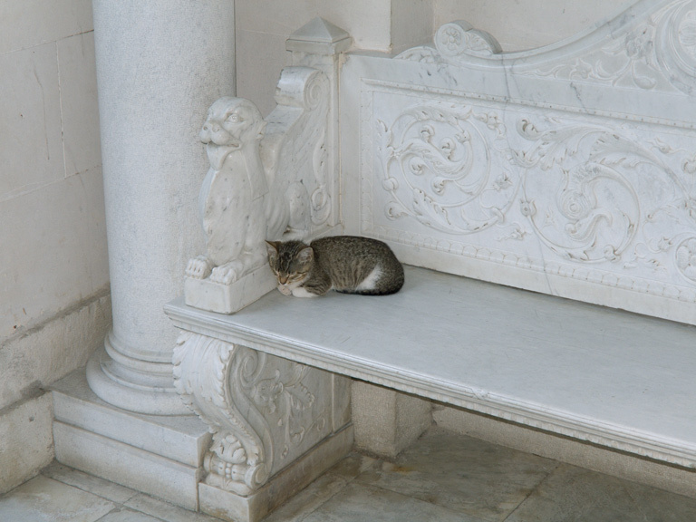 Потомок придворных котов крым ливадия дворец кошка