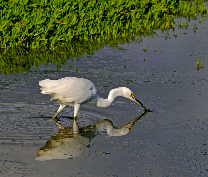 Неудачная охота Белая американская цапля, Egretta thula, Лагуна Малибу, Snowy Egret, Malibu Lagoon, California