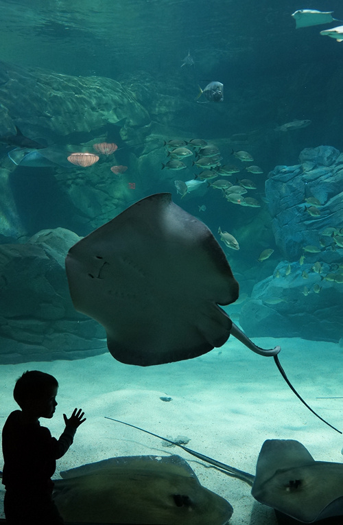 ***  Aquarium_of_Canada Toronto 