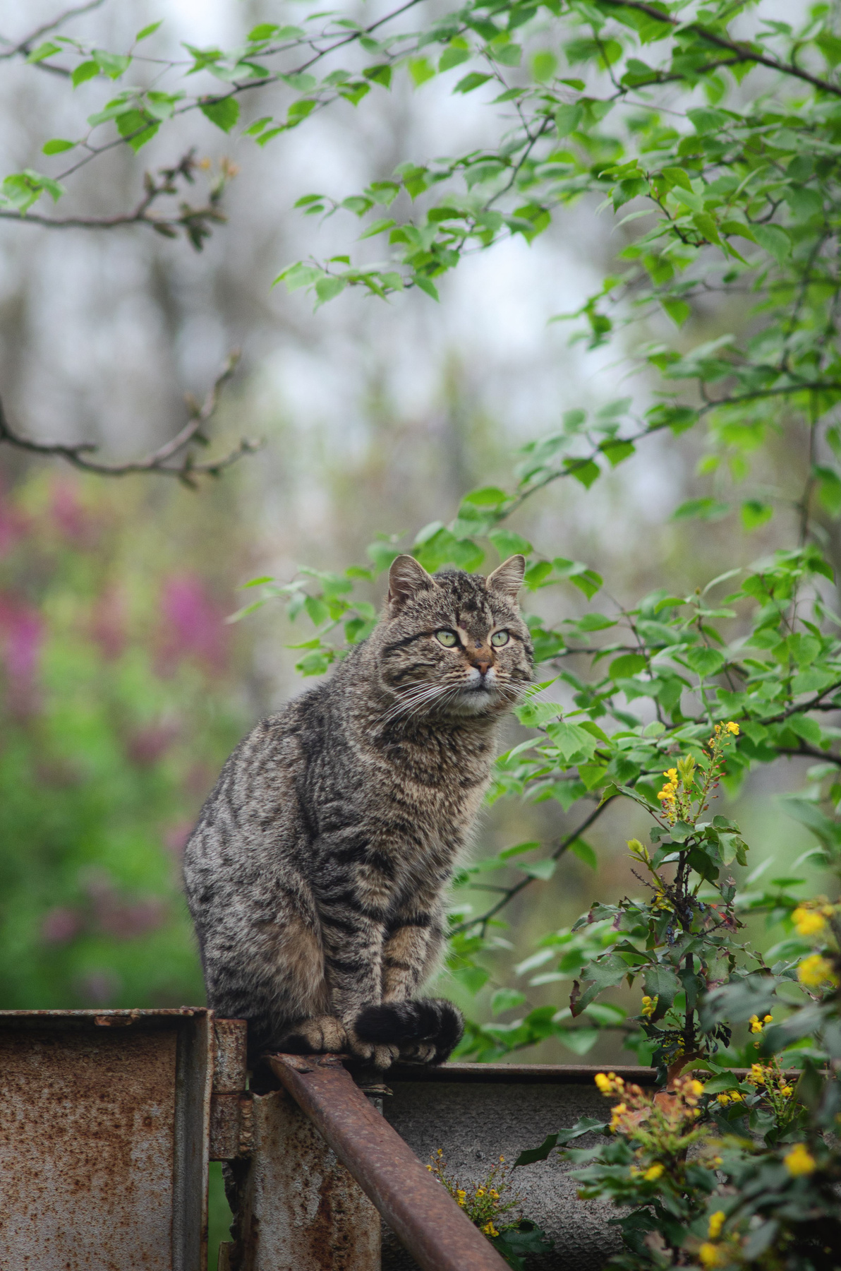 *** Кот домашние животные кот на заборе домашний питомец котейка