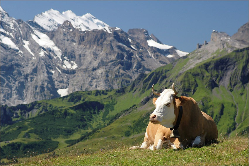 Медитация Альпы, swiss cow