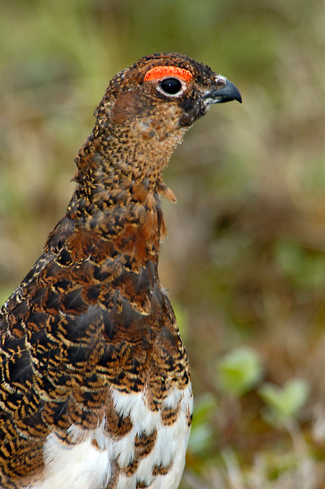 Ну, и каков я? Белая куропатка, Lagopus lagopus, Willow Ptarmigan, Tobseda, Barents Sea, Arctic