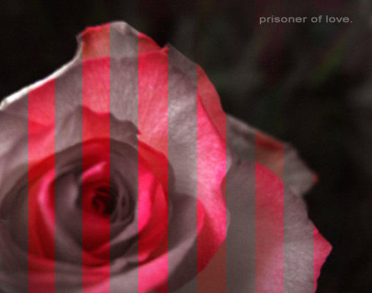 prisoner of love no words just senses