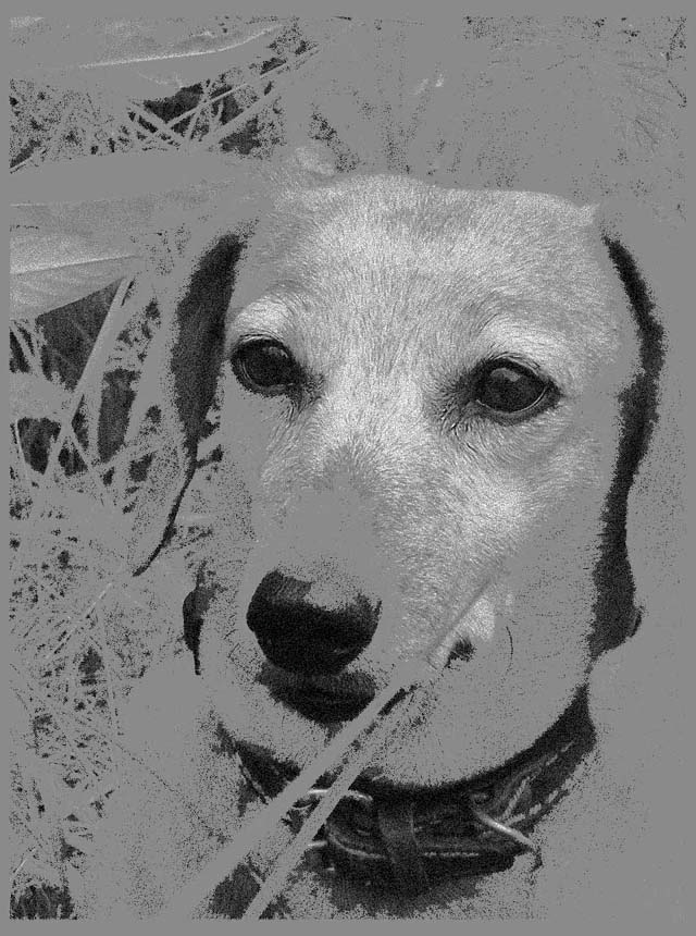 клео 