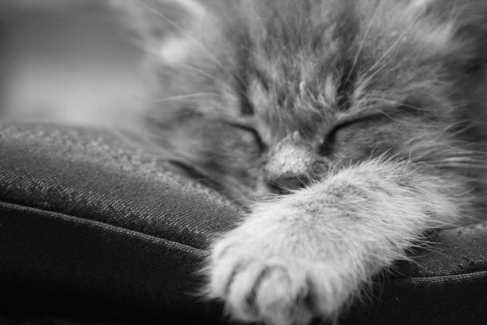 котик 