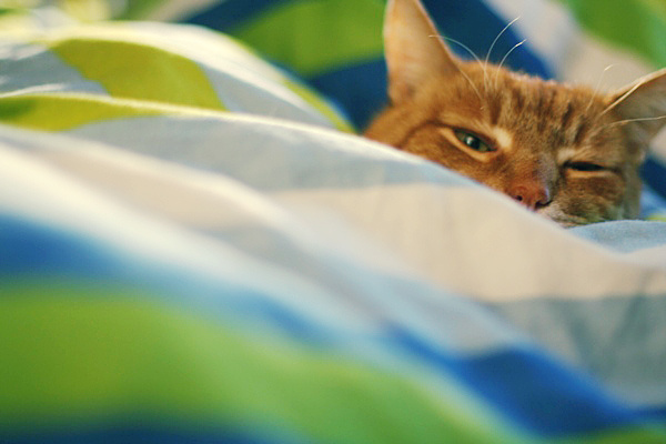 lying кот, одеяло, зеленое