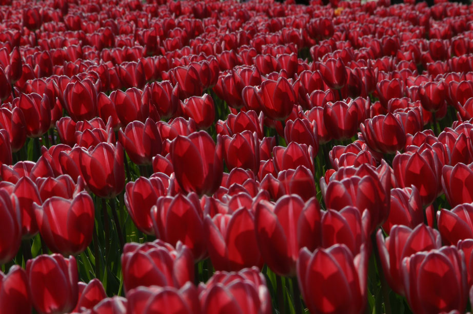 Tulips 4 тбльпаны цветы голландия