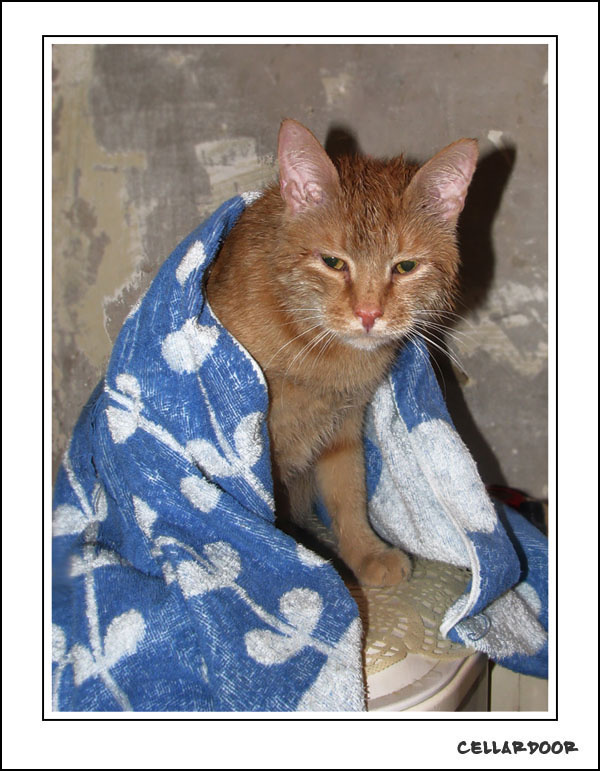 Банный день рыжего кота... Кош