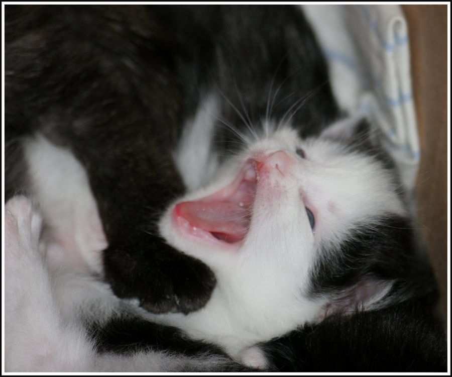 Cat Котенок кошка