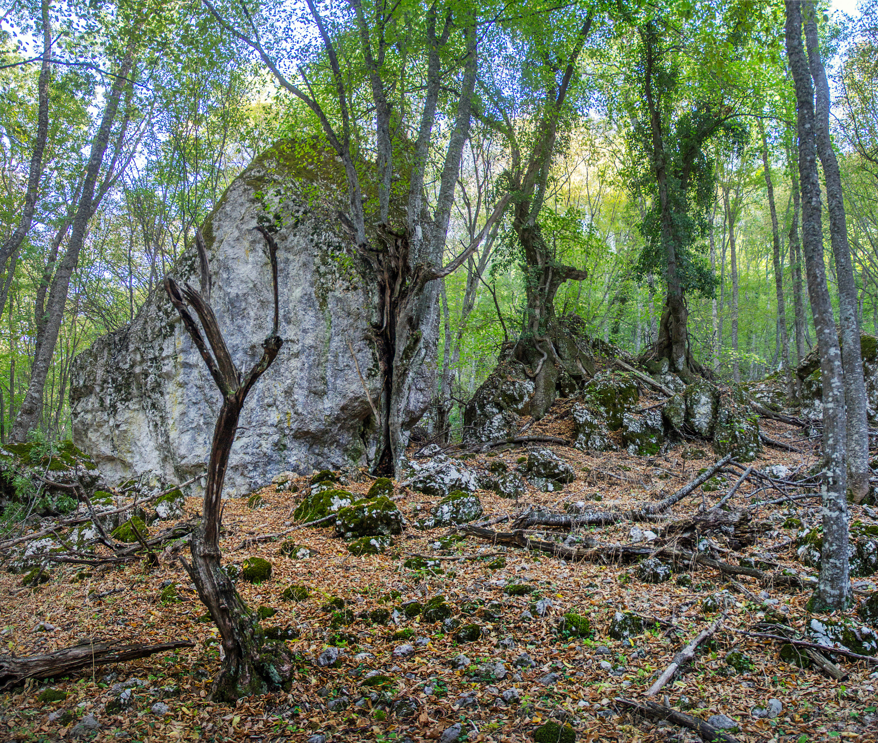 Крымский лес Крым Соколиное