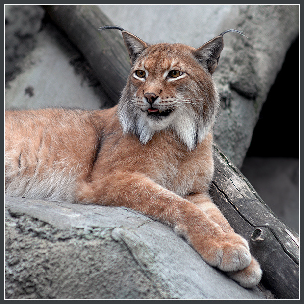 Диагональный портрет рысь Felis lynx