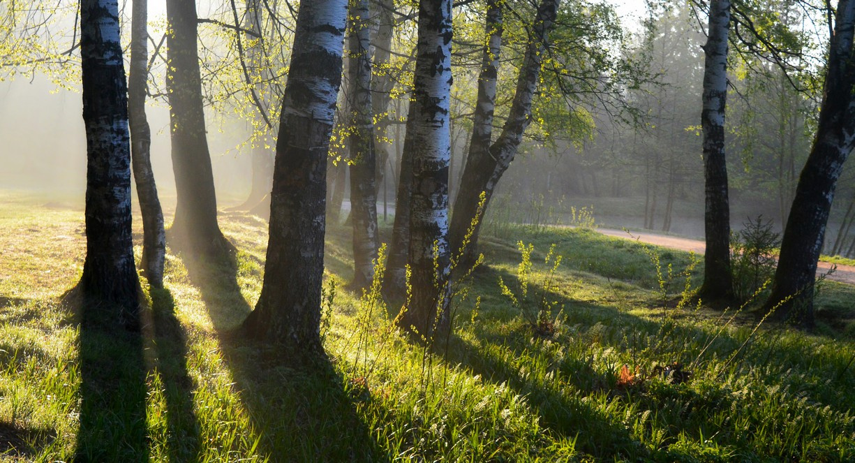 В утреннем свете..... 