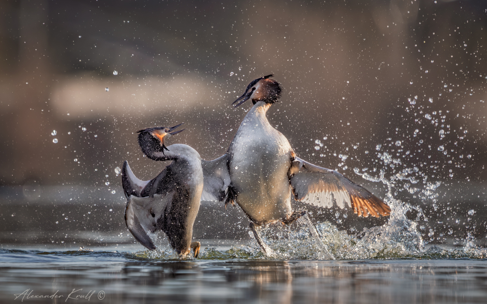 Брызги эмоций чомга поганка большая podiceps cristatus конфликт драка
