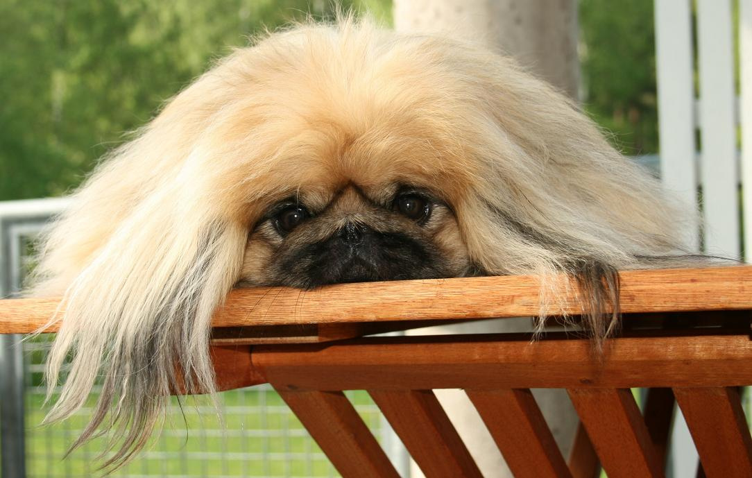 Puccino Puccino