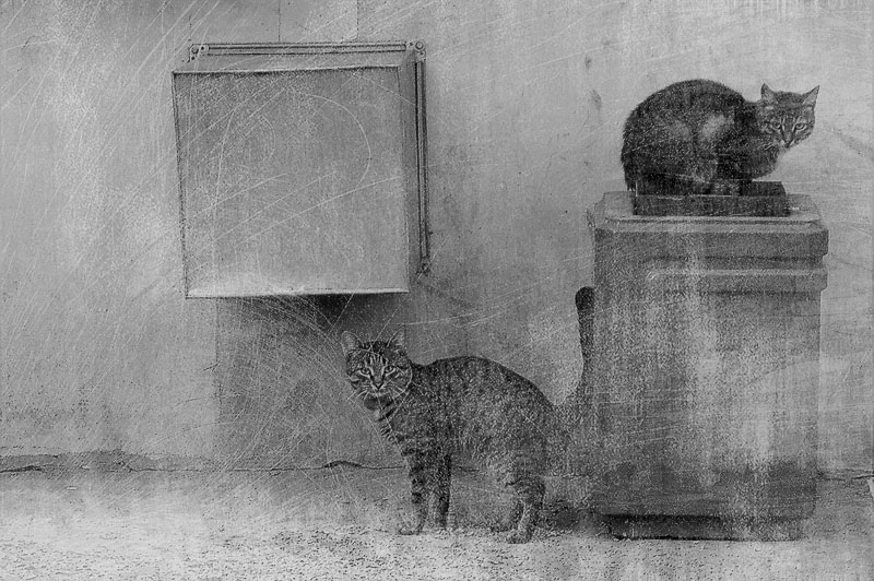 мы - кошки кошки