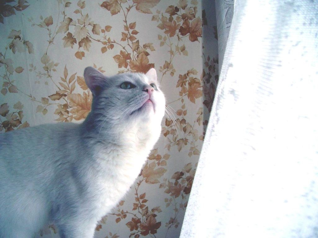 Кот, которого уже нет. белый кот