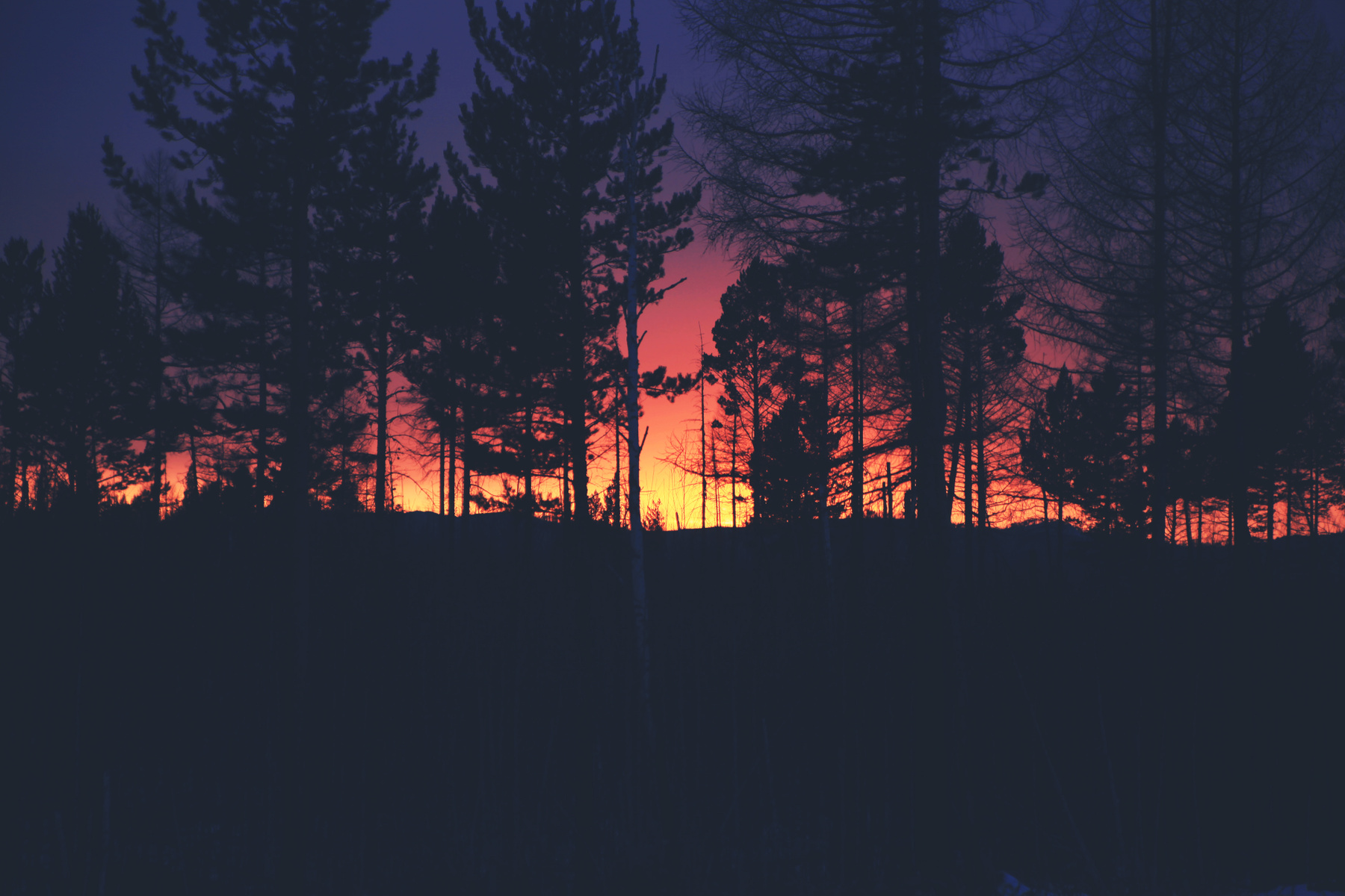 Вечерний лес. 