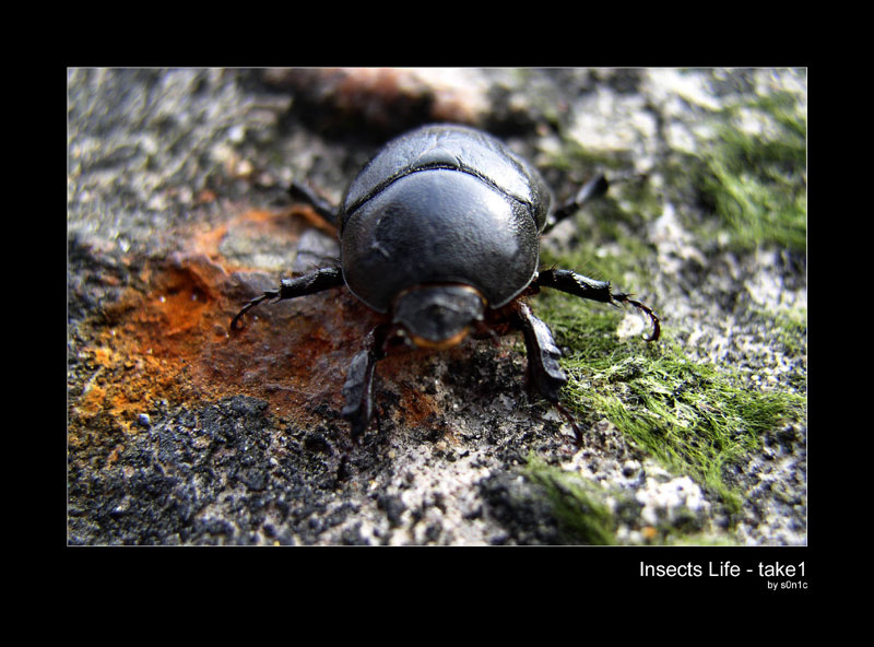 Insect's Life (take 1) bug