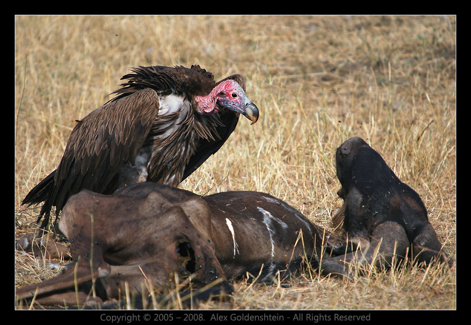 Помолиться перед трапезой. Африка, Кения Ушастый гриф (Torgos tracheliotus)