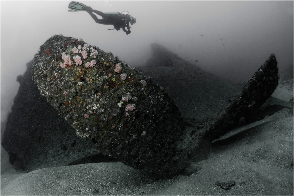 The Conch  
