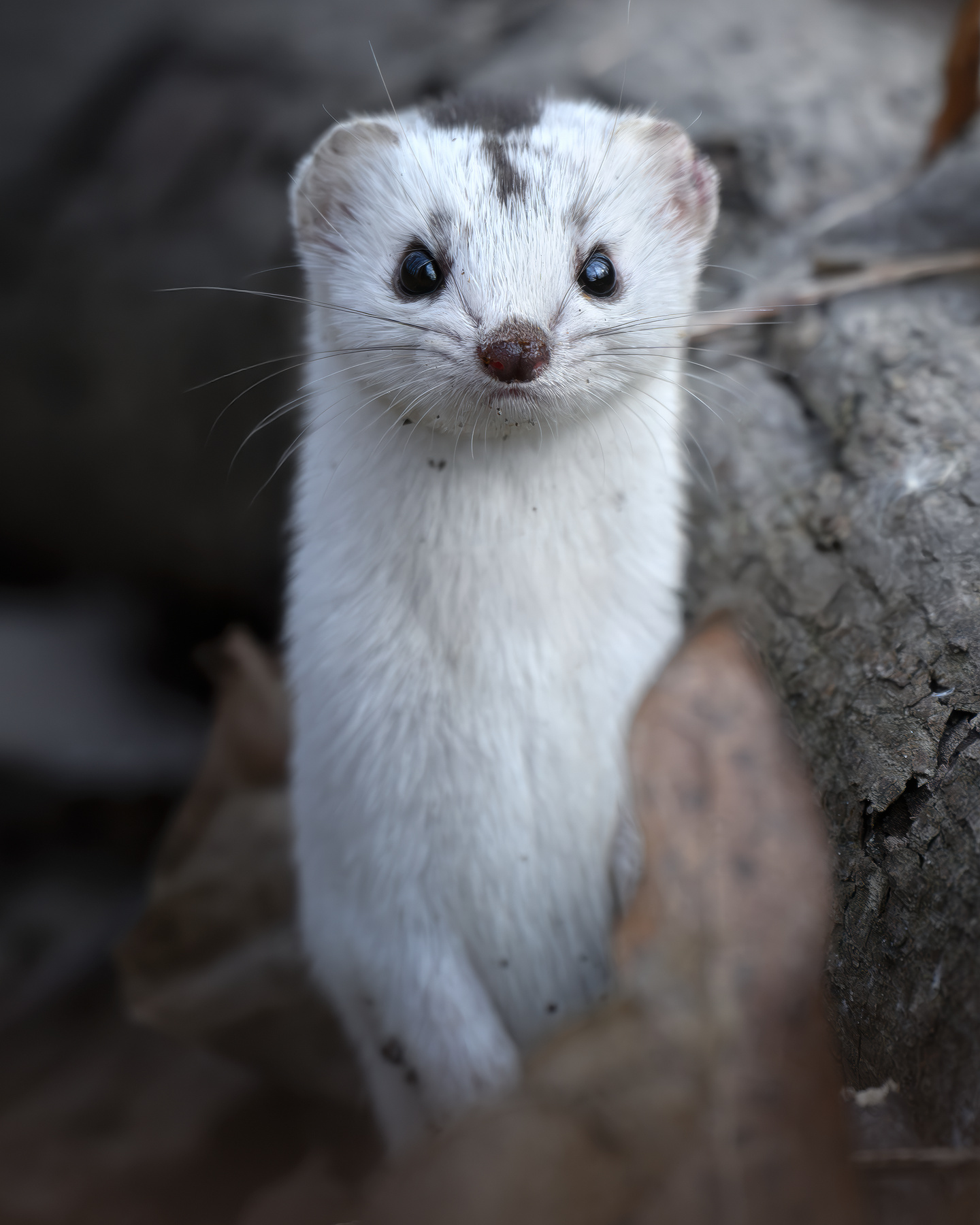 Ласка (Mustela nivalis) 