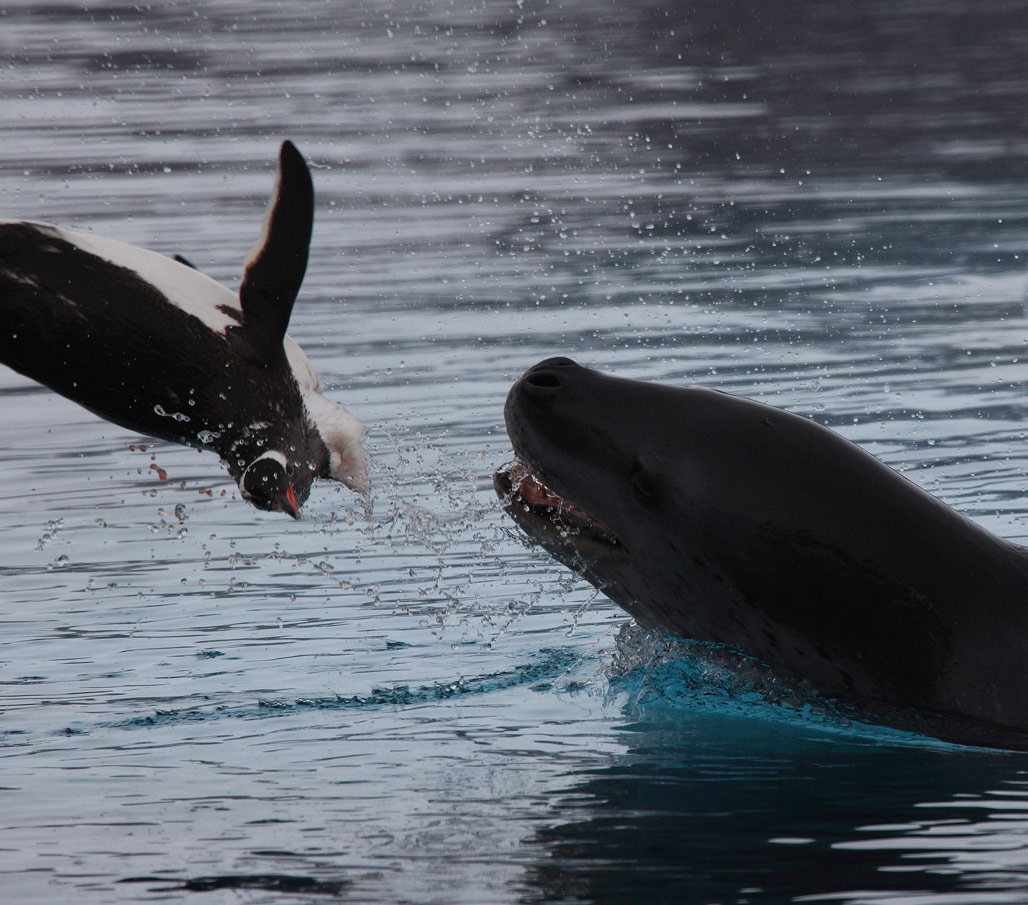 Leopard seal´s hunting 5 Neko bay Leopard 5