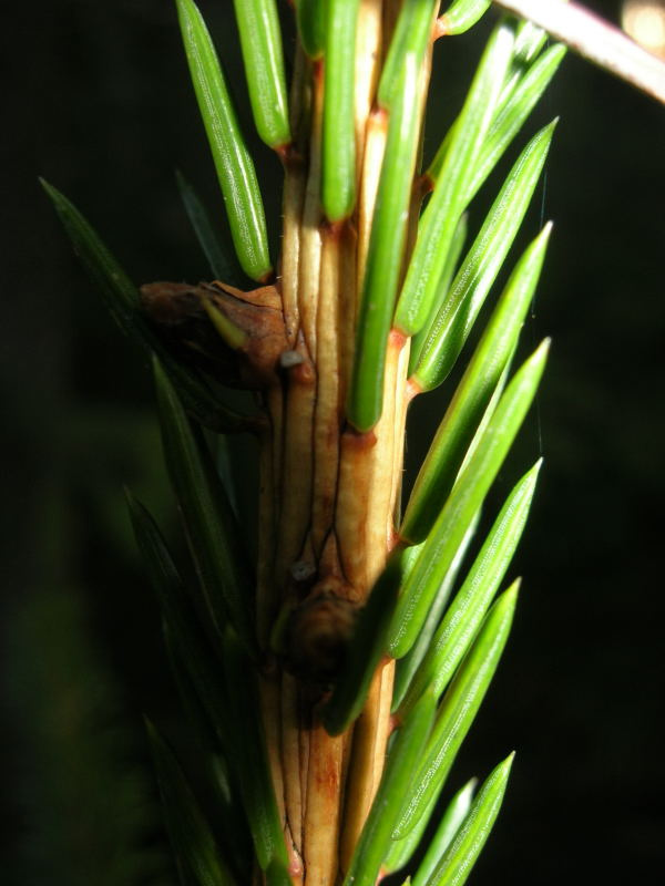 green-tree 