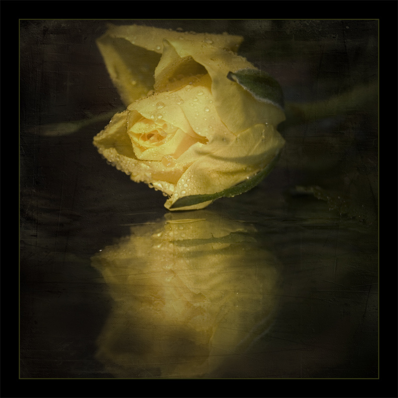 Where the Wild Roses Grow 