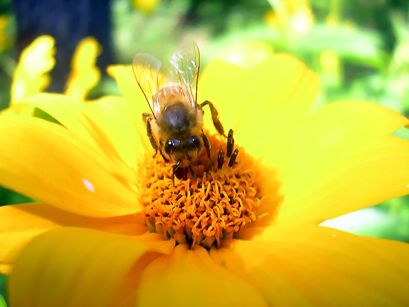 Let it Bee... :) пчела цветок