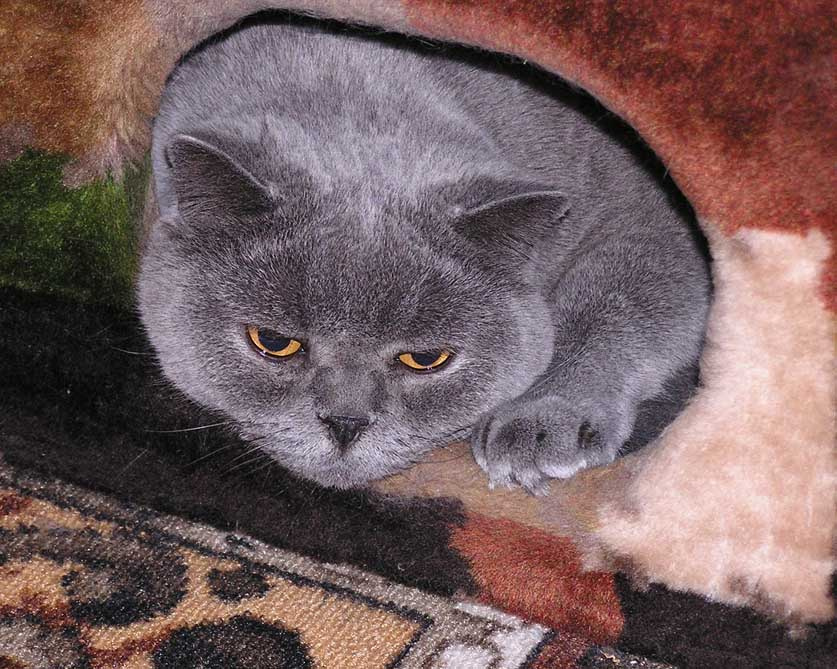 Кот болеет... кот кошка британец болезнь грусть нора