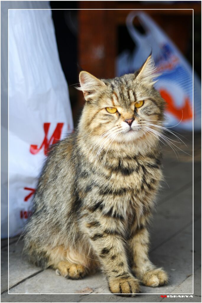 Corporate Cat 