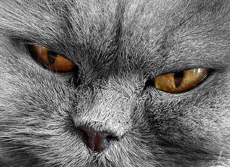 Серебряный зверь кот кошка