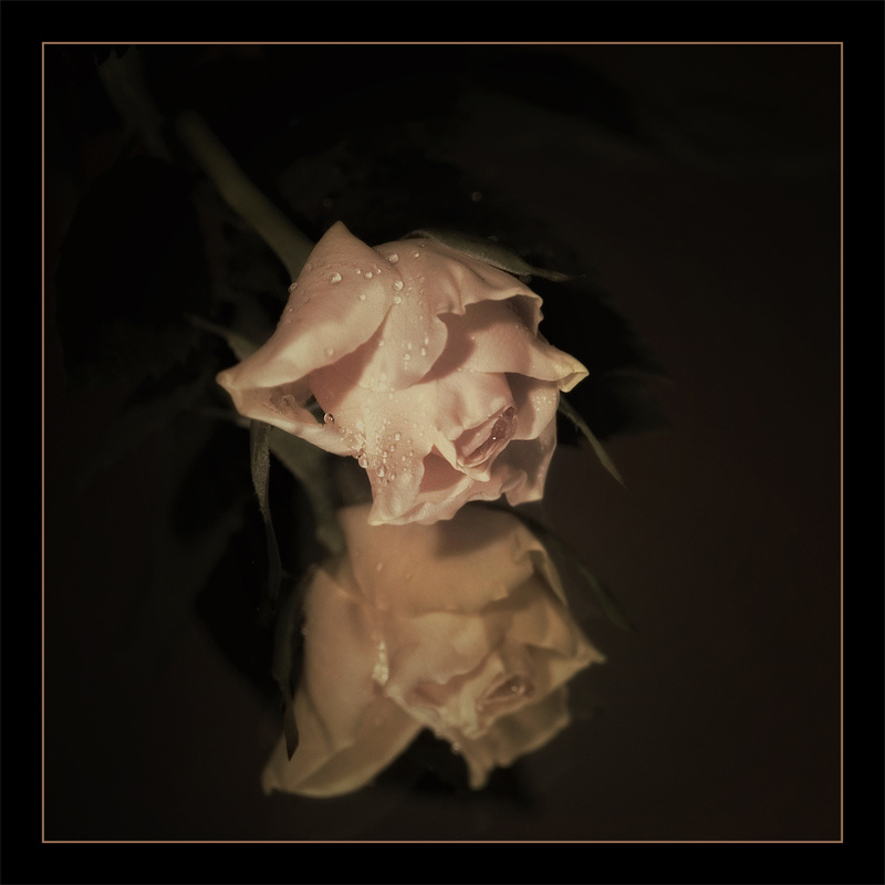 Do you know where the Wild Roses grow 