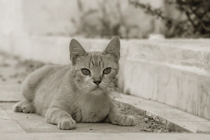 Мои любимые кошаки 