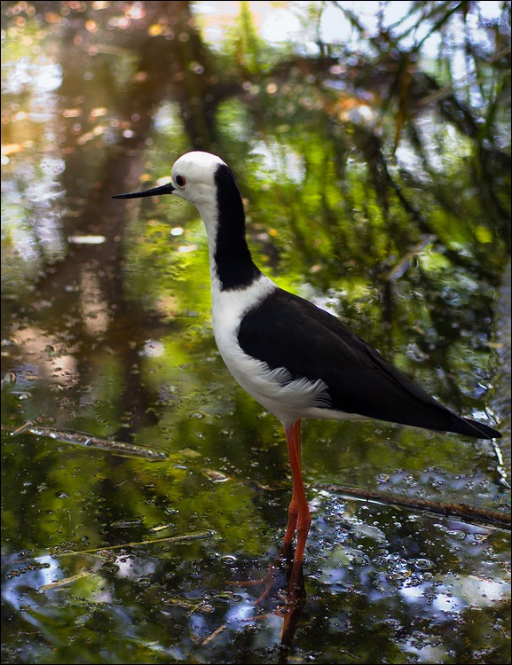 Ходулочник . Ходулочник (Himantopus himantopus) - Black-Winged Stilt