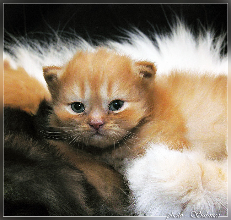 ... Просто Котёнок ... котёнок